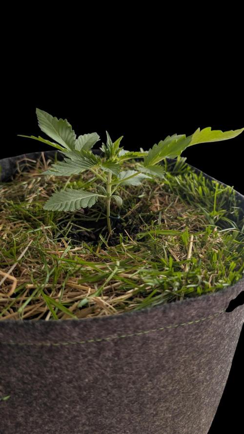 The G-Wagon Autoflower WorldCup 26. Week 2