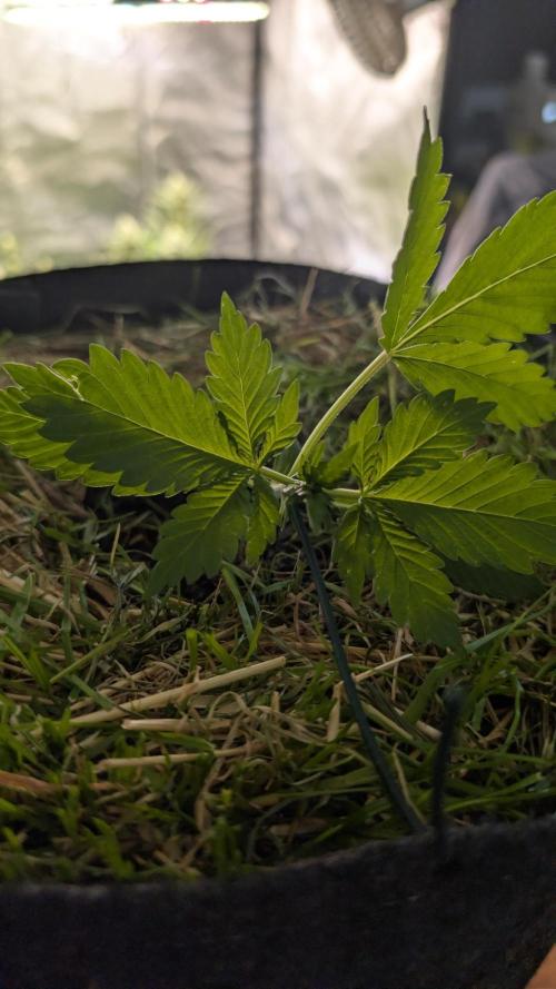 The G-Wagon Autoflower WorldCup 26. Week 2