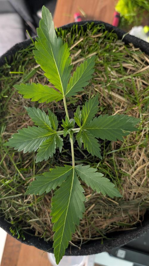 The G-Wagon Autoflower WorldCup 26. Week 2