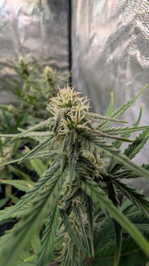 7up AWC 2026. Week 5