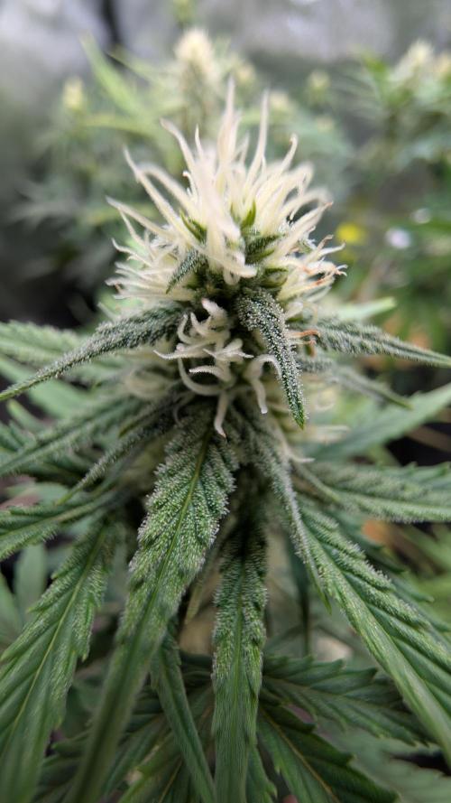 7up AWC 2026. Week 5