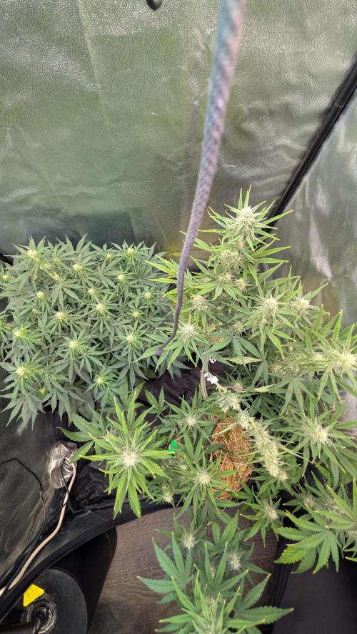 7up AWC 2026. Week 5