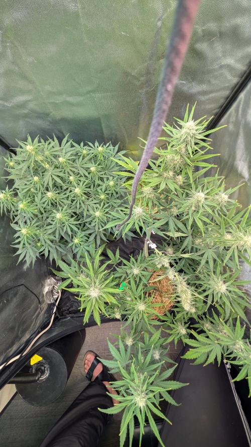 7up AWC 2026. Week 5