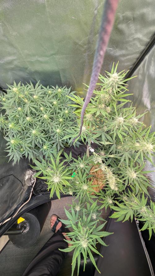7up AWC 2026. Week 5