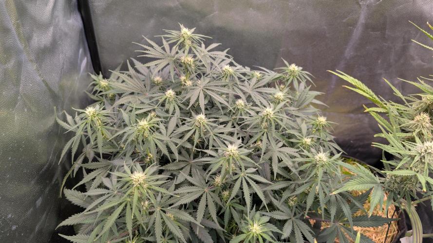 7up AWC 2026. Week 5