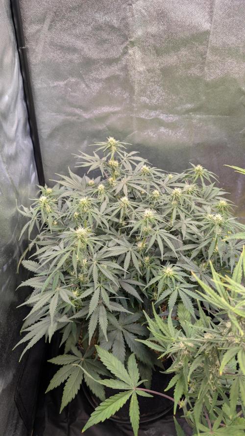 7up AWC 2026. Week 5