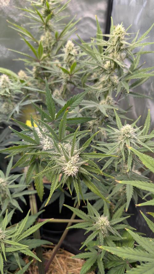 7up AWC 2026. Week 5