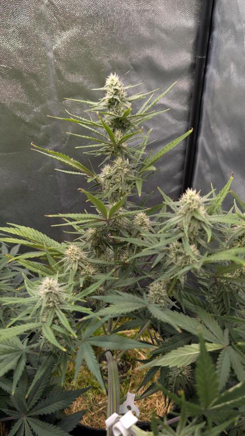 7up AWC 2026. Week 5