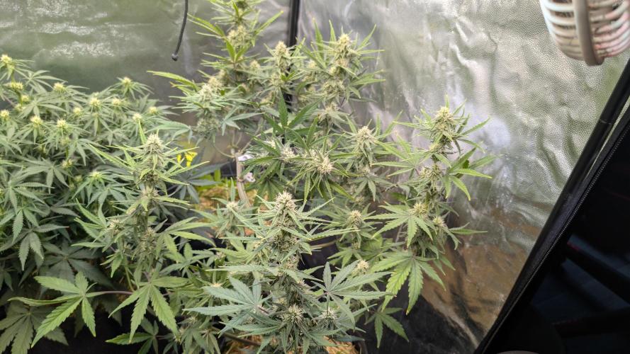7up AWC 2026. Week 5