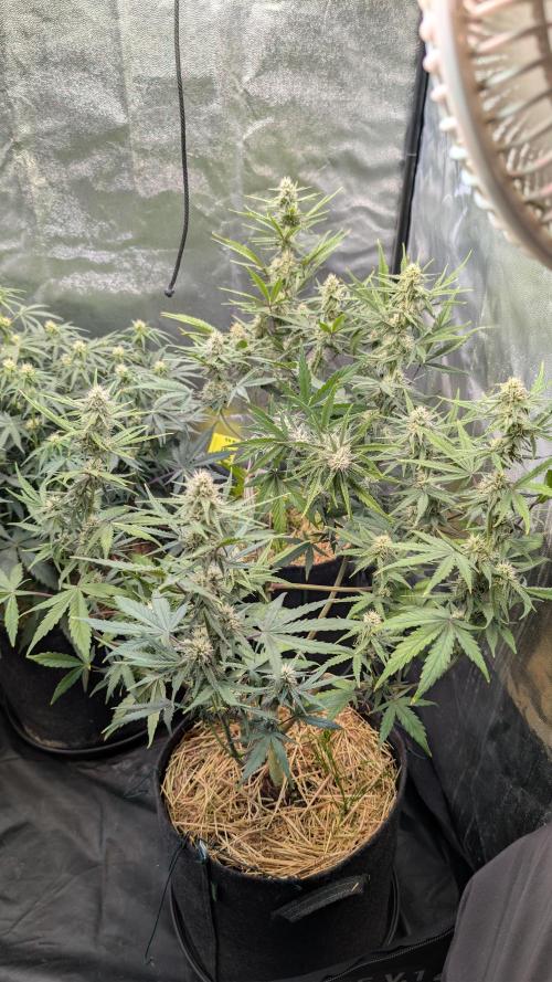7up AWC 2026. Week 5