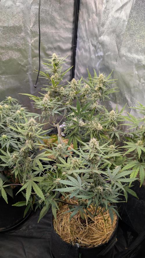 7up AWC 2026. Week 5