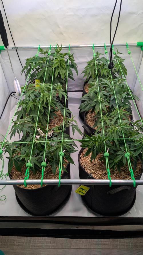 Cup Winning Strains 2026. Week 5