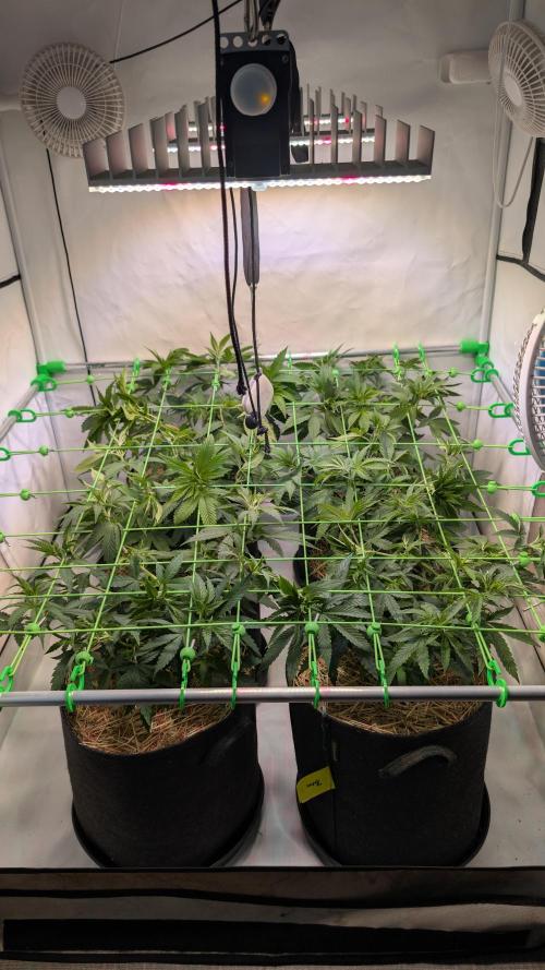 Cup Winning Strains 2026. Week 5