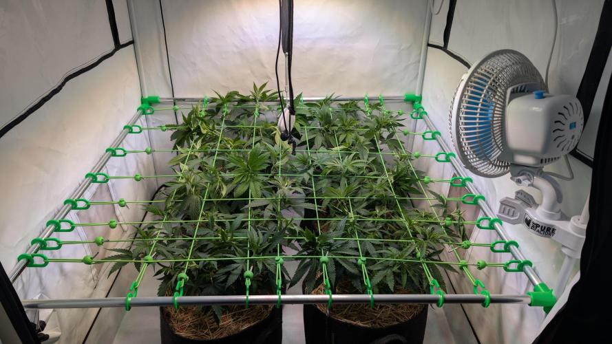 Cup Winning Strains 2026. Week 5