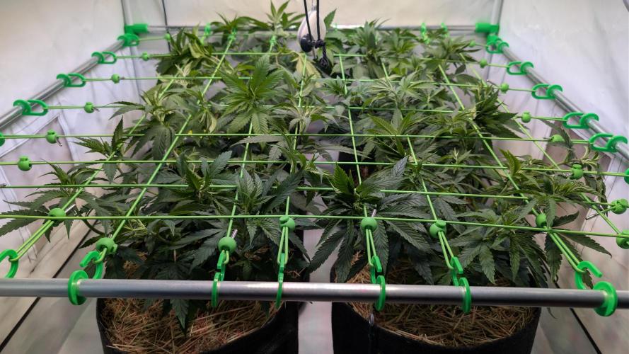 Cup Winning Strains 2026. Week 5