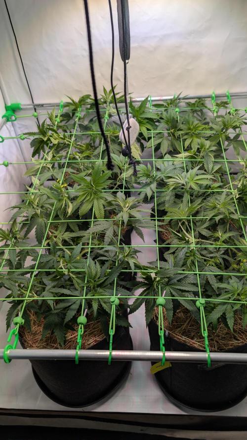 Cup Winning Strains 2026. Week 5