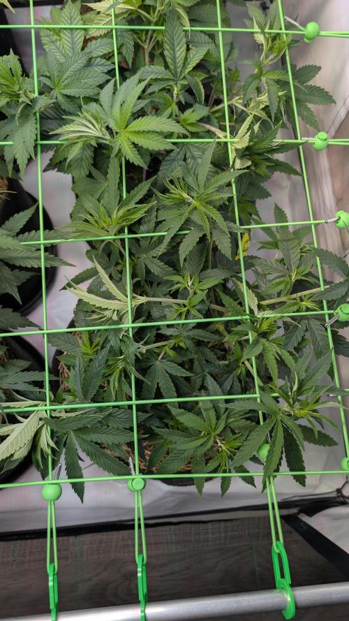Cup Winning Strains 2026. Week 5