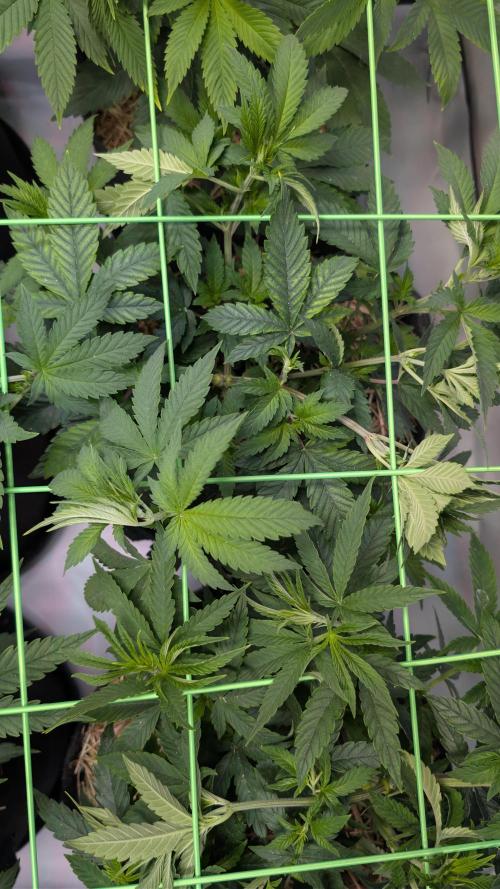 Cup Winning Strains 2026. Week 5