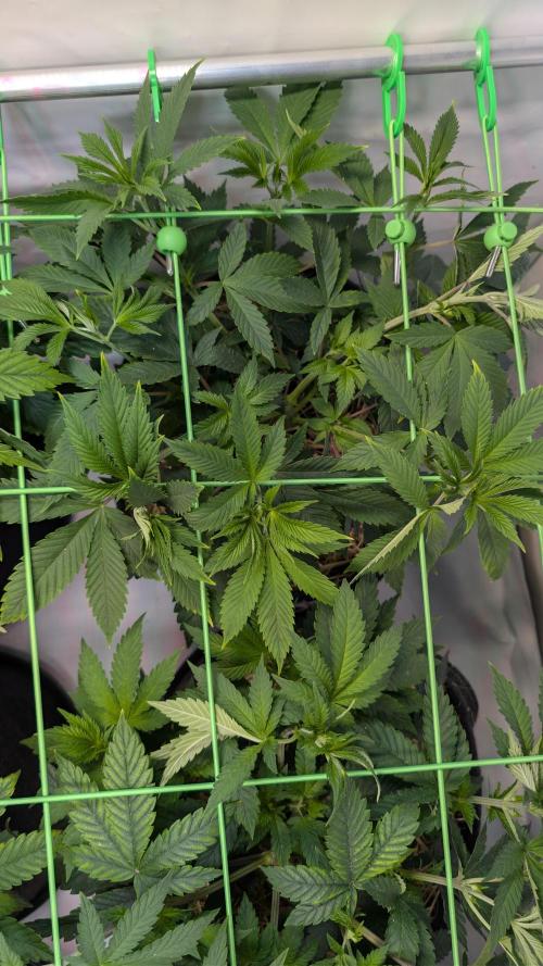 Cup Winning Strains 2026. Week 5