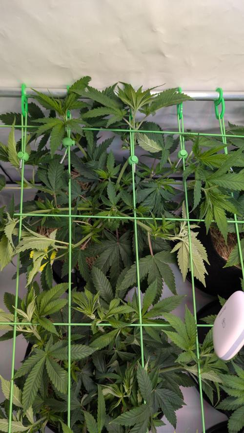 Cup Winning Strains 2026. Week 5