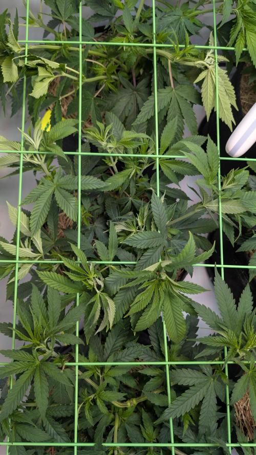 Cup Winning Strains 2026. Week 5
