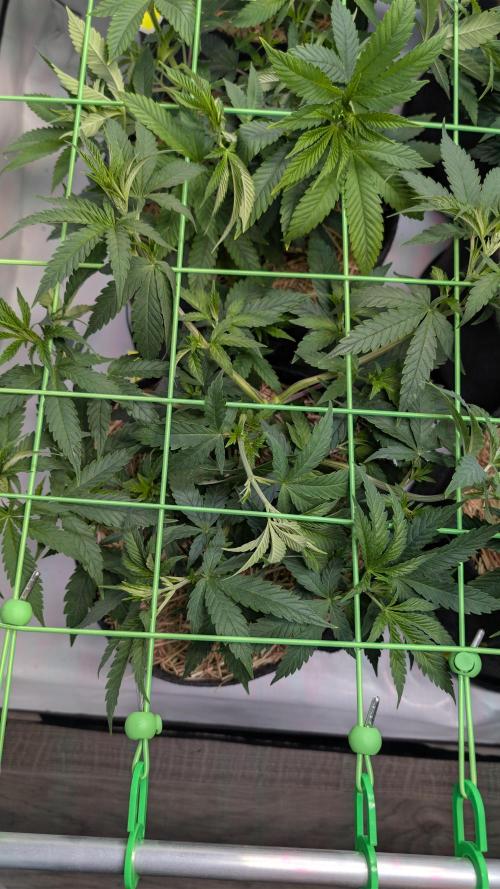 Cup Winning Strains 2026. Week 5