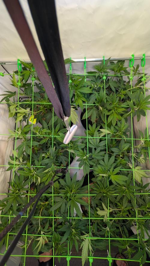 Cup Winning Strains 2026. Week 5