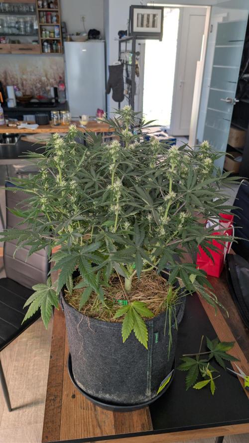 7up AWC 2026. Week 6