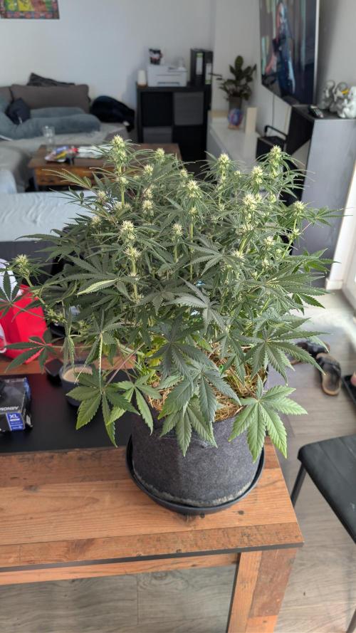 7up AWC 2026. Week 6