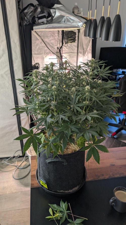 7up AWC 2026. Week 6