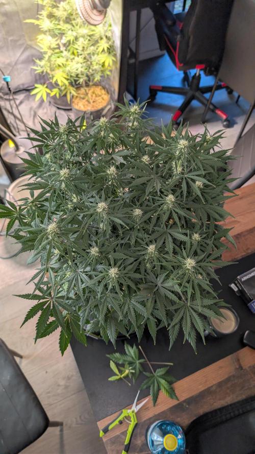 7up AWC 2026. Week 6