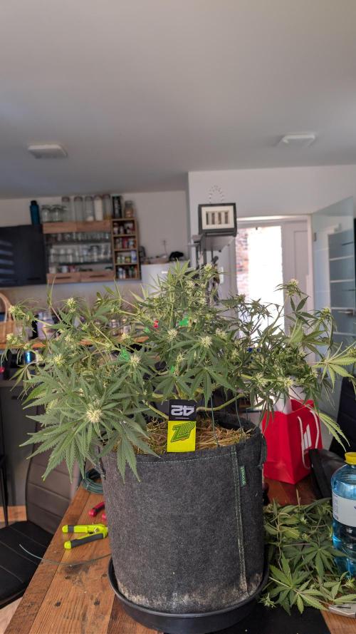 7up AWC 2026. Week 6