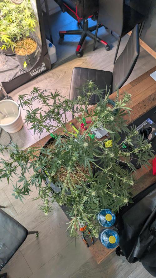 7up AWC 2026. Week 6