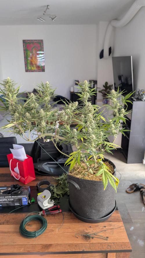 7up AWC 2026. Week 6