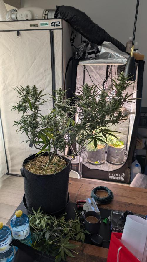 7up AWC 2026. Week 6