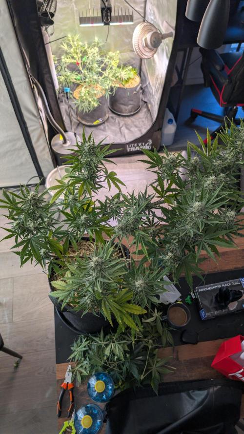 7up AWC 2026. Week 6