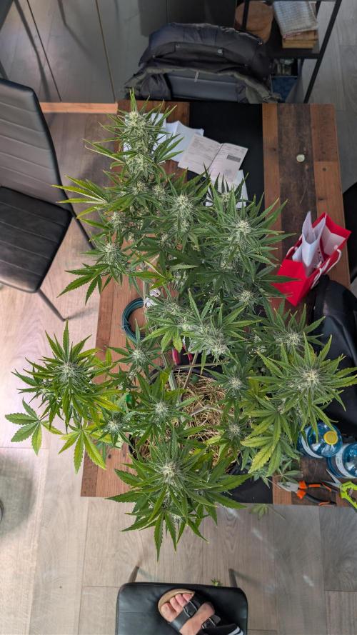 7up AWC 2026. Week 6