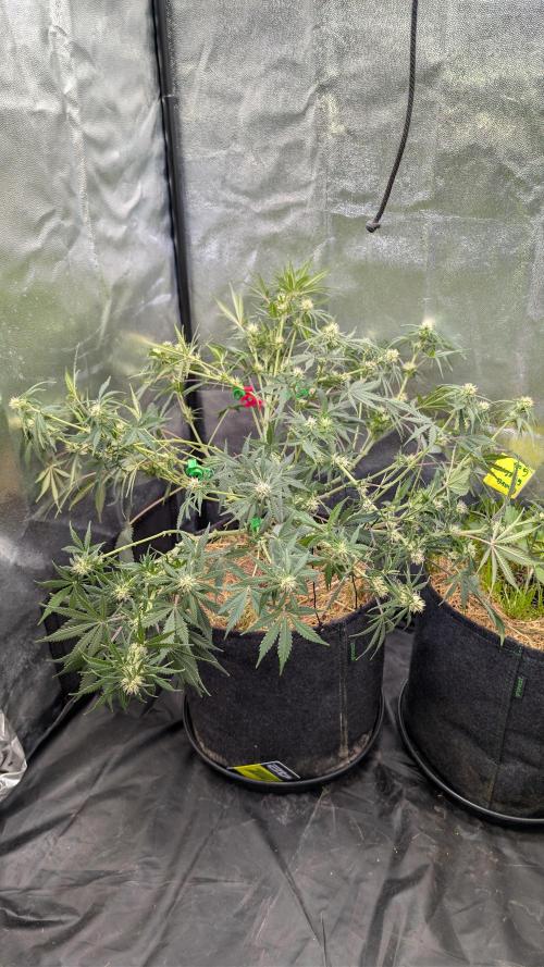 7up AWC 2026. Week 6