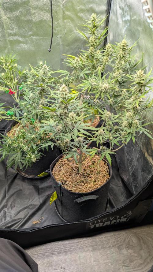 7up AWC 2026. Week 6
