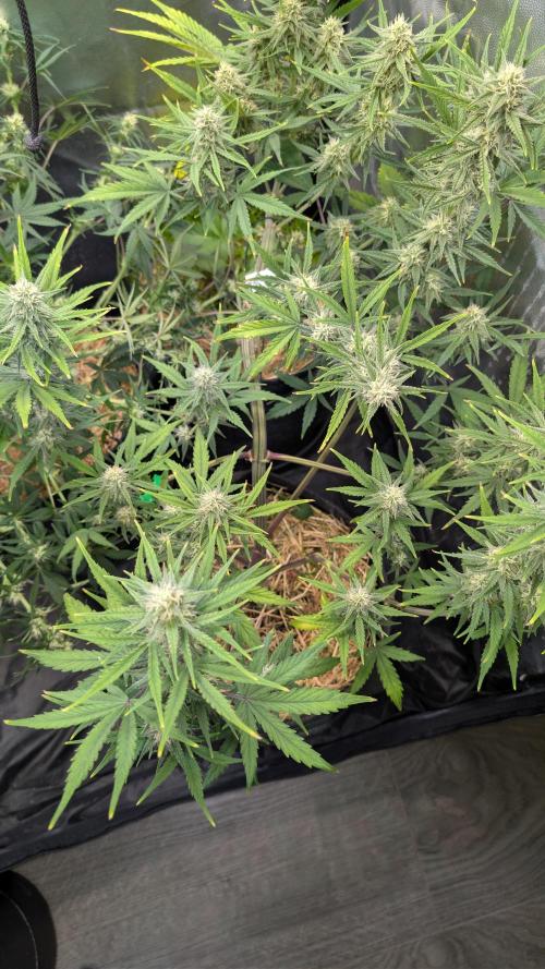 7up AWC 2026. Week 6