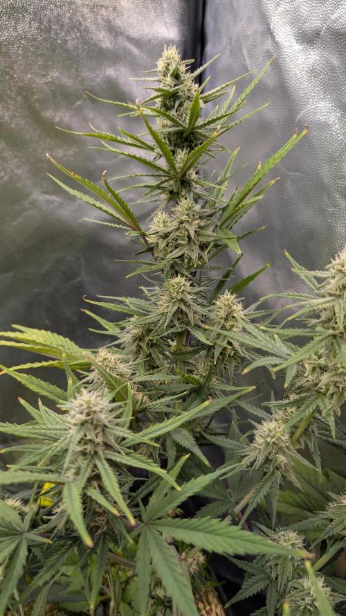 7up AWC 2026. Week 6