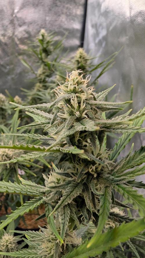 7up AWC 2026. Week 6