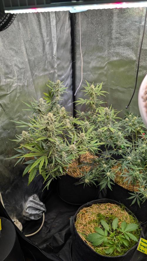 7up AWC 2026. Week 6