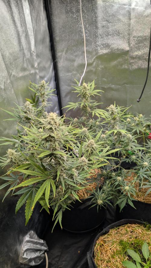 7up AWC 2026. Week 6