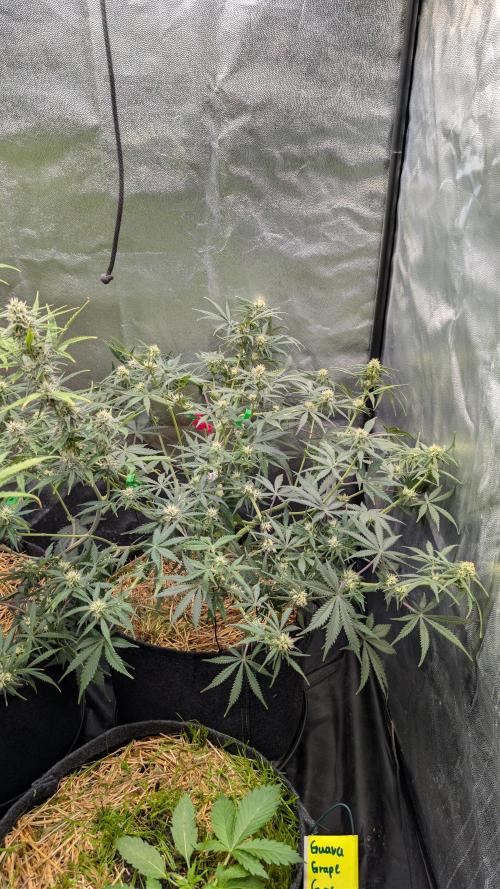 7up AWC 2026. Week 6