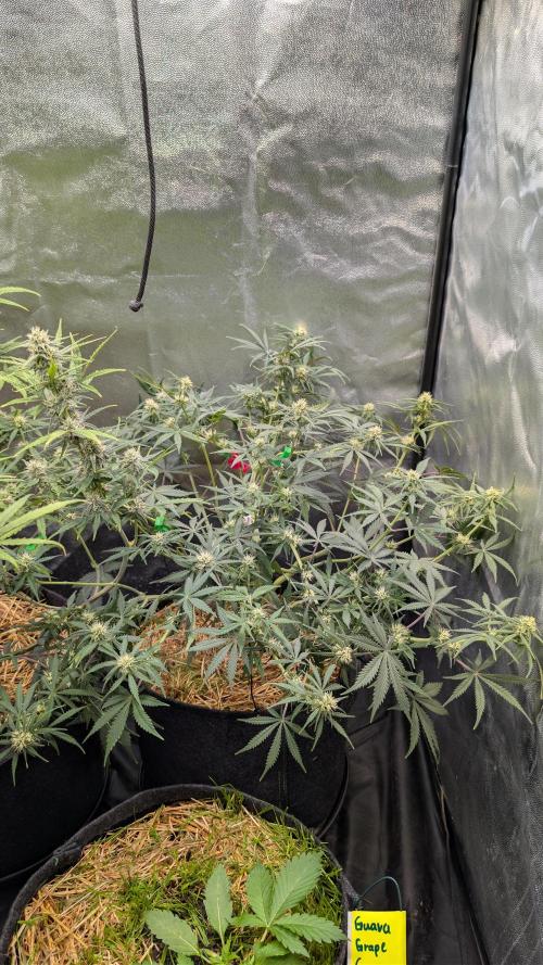 7up AWC 2026. Week 6