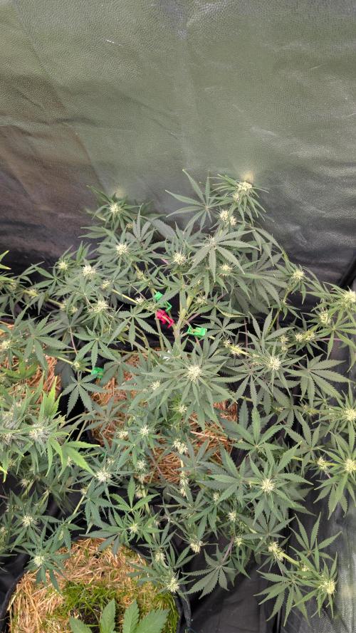 7up AWC 2026. Week 6