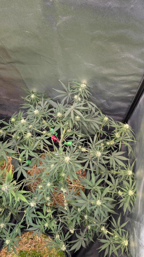 7up AWC 2026. Week 6