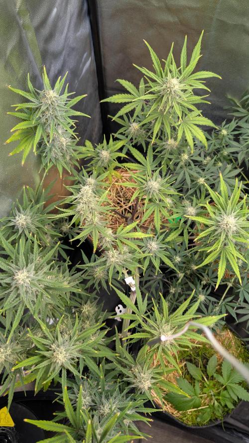 7up AWC 2026. Week 6