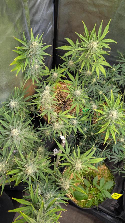 7up AWC 2026. Week 6